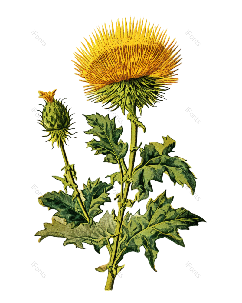 花卉图片,花草元素,植物PNG,免抠素材